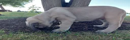 English Mastiff dogs for sale: Marcey - Ad 5