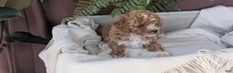 Cockapoo dogs for sale: Heaven - Ad 4