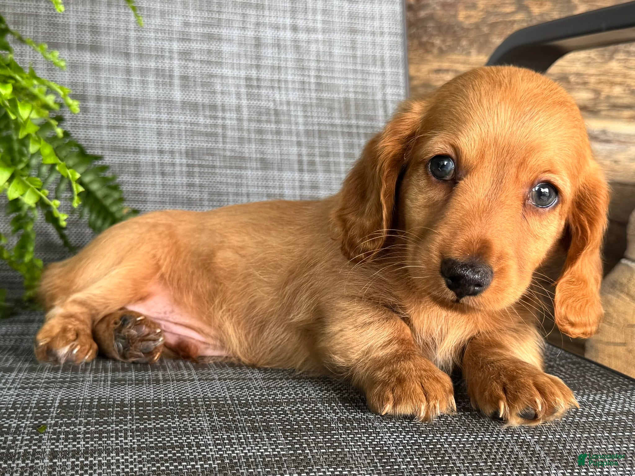 Dachshund dogs Silas - Ad 2