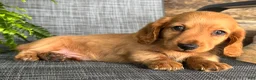 Dachshund dogs for sale: Silas - Ad 2