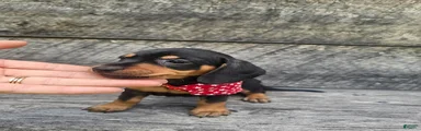 Oscar