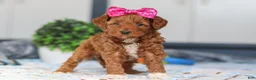 Mini Goldendoodle dogs for sale: Nikki - Ad 4