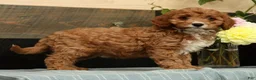 Cavapoo dogs for sale: Fern - Ad 4