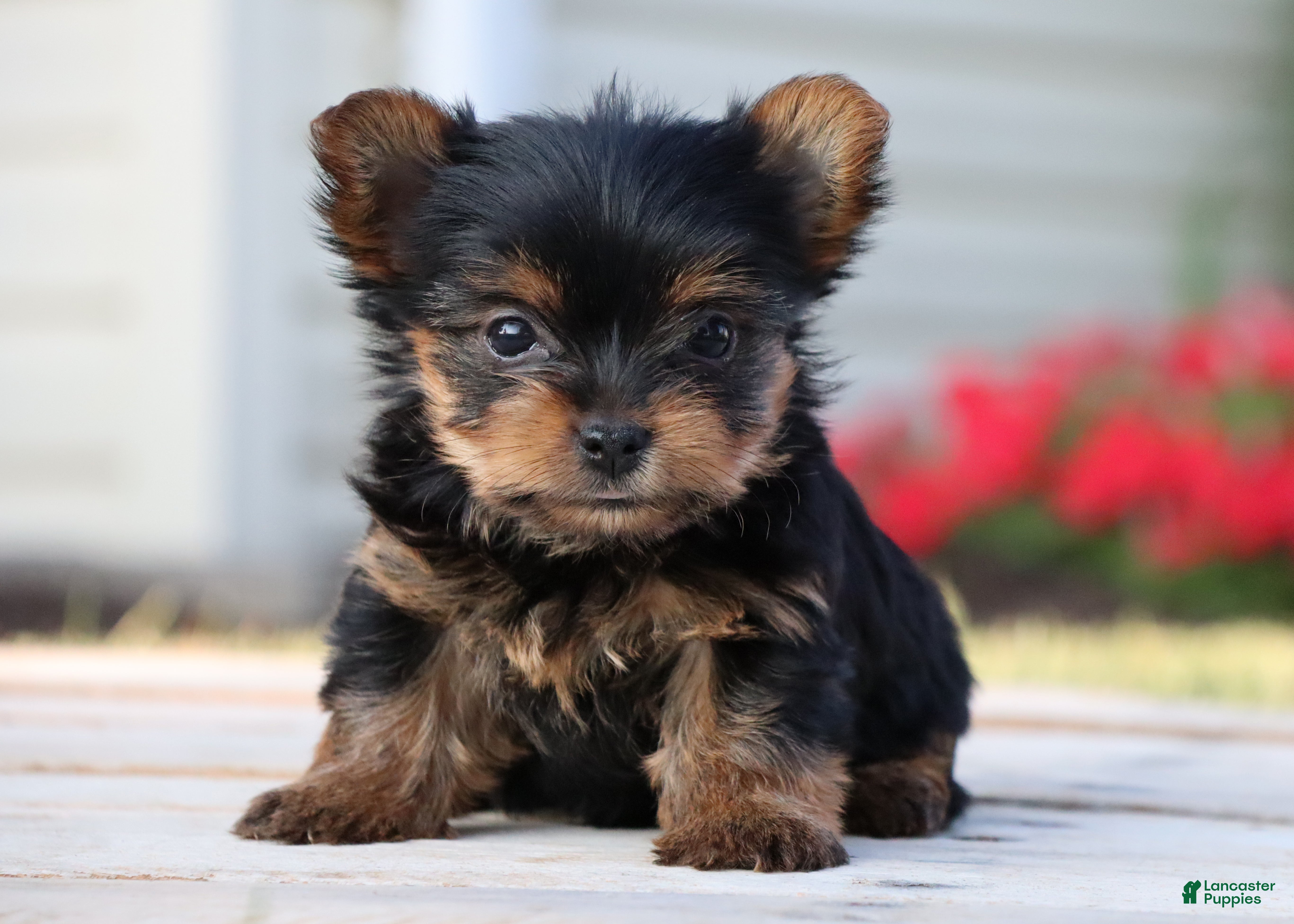 Yorkshire Terrier dogs Crema - Ad 2