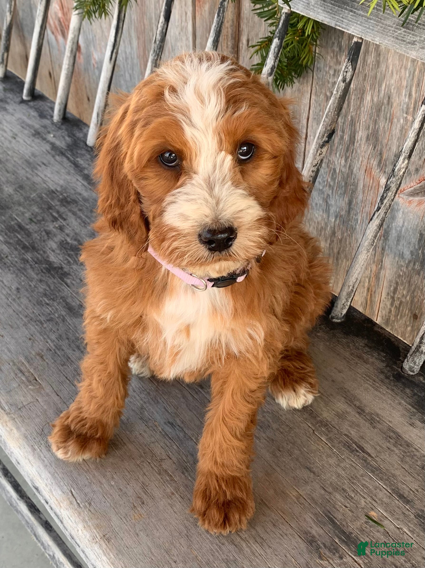 Irish Doodle dogs Isabella  - Ad 1