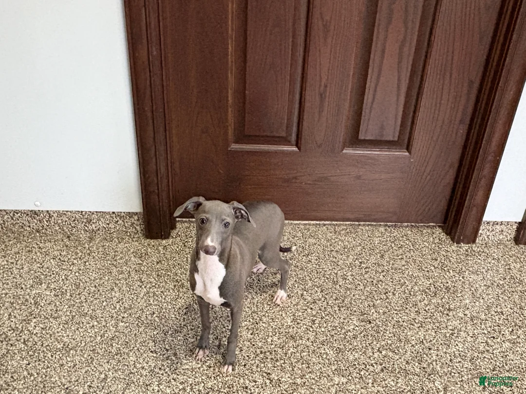 Italian Greyhound dogs for sale: Henry - Ad 5