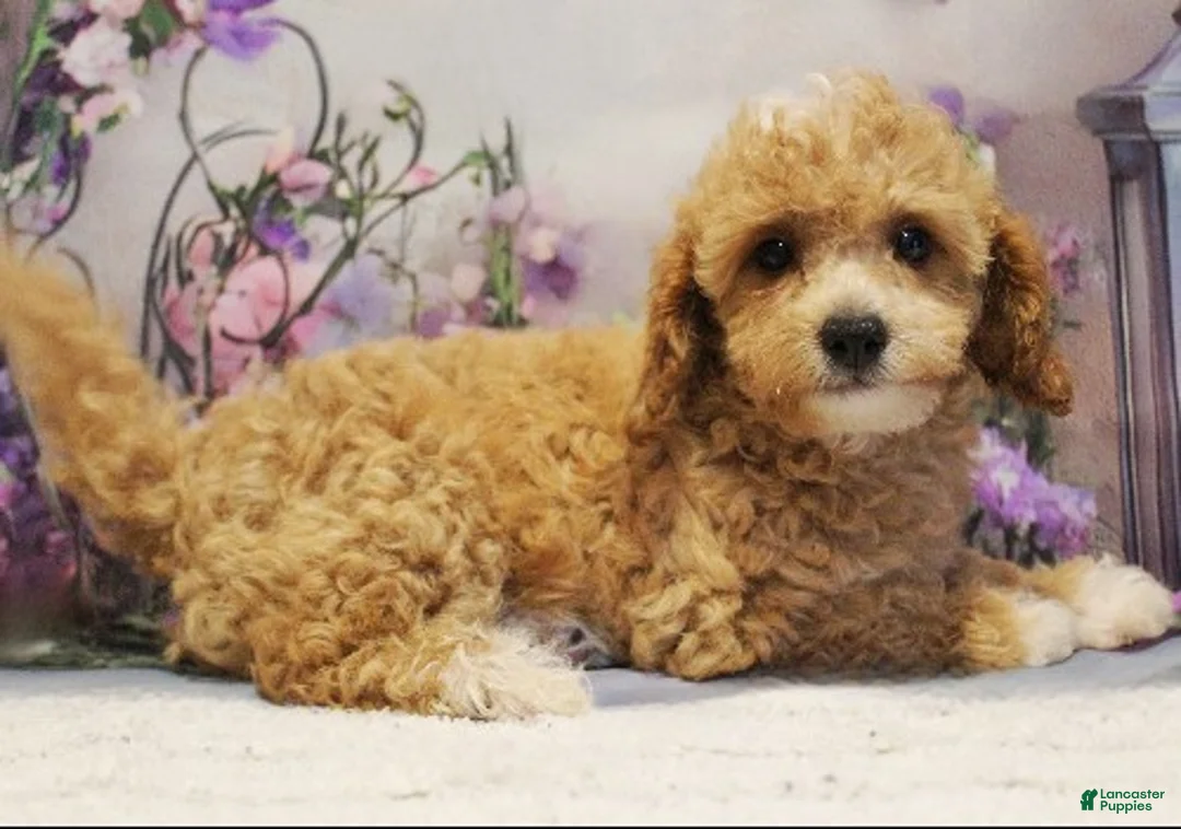 Toy Poodle dogs for sale: Marely - Ad 3