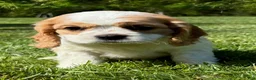 Cavalier King Charles Spaniel dogs for sale: Cavalier King Charles Spaniel Puppy 1 - Ad 1
