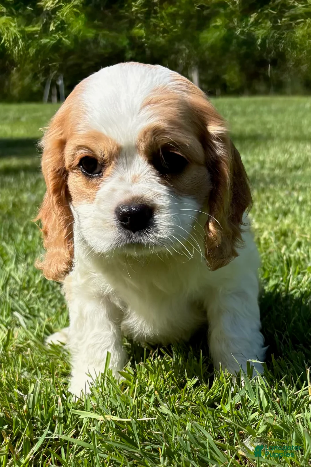 Cavalier King Charles Spaniel dogs for sale: Cavalier King Charles Spaniel Puppy 1 - Ad 1