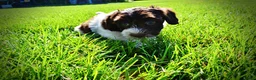 Havapoo dogs for sale: Bubbles - Ad 15