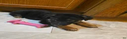 Golden Shepherd dogs for sale: Golden Shepherd Puppy 7 - Ad 4