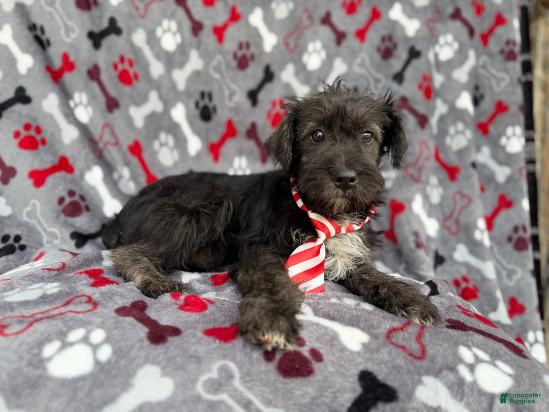 Miniature Schnauzer dogs for sale: Simon - Ad 5