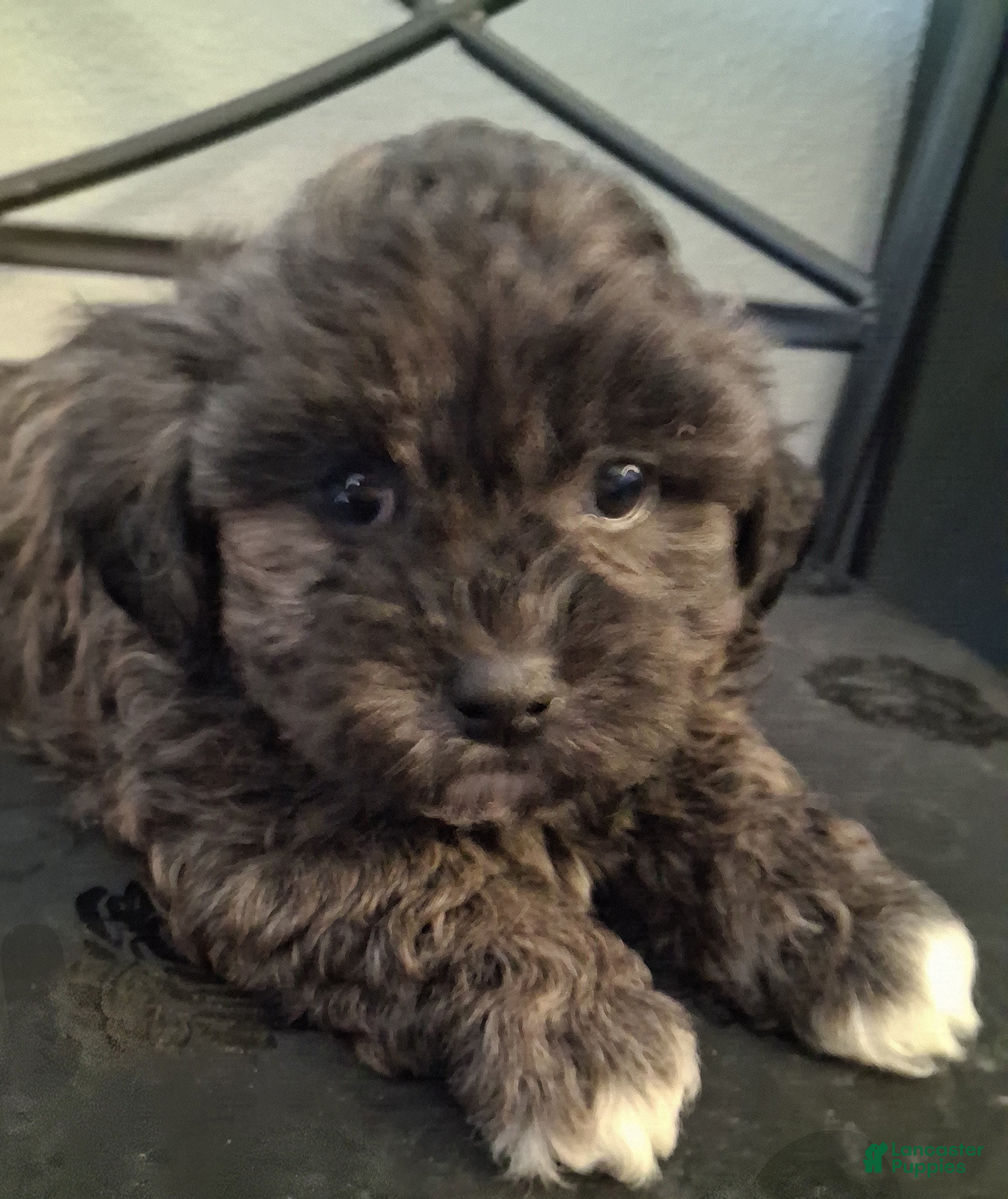 Shihpoo dogs Aaron - Ad 2
