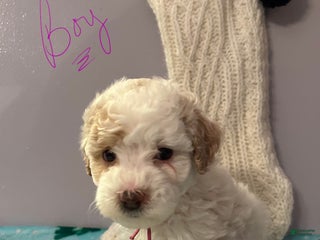 Havapoo dogs Havapoo Puppy 1 - Ad 34