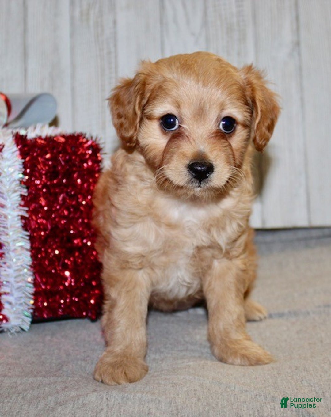 Cavapoo dogs for sale: Sarah - Ad 2