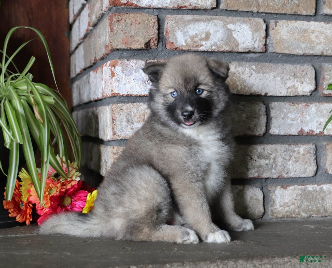 Gallery Image {{count}}