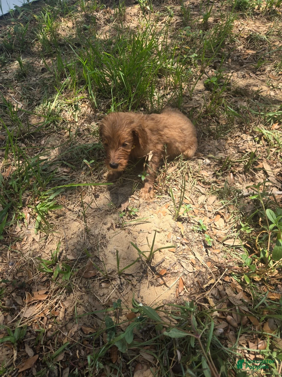 Goldendoodle dogs for sale: Allegra - Ad 2