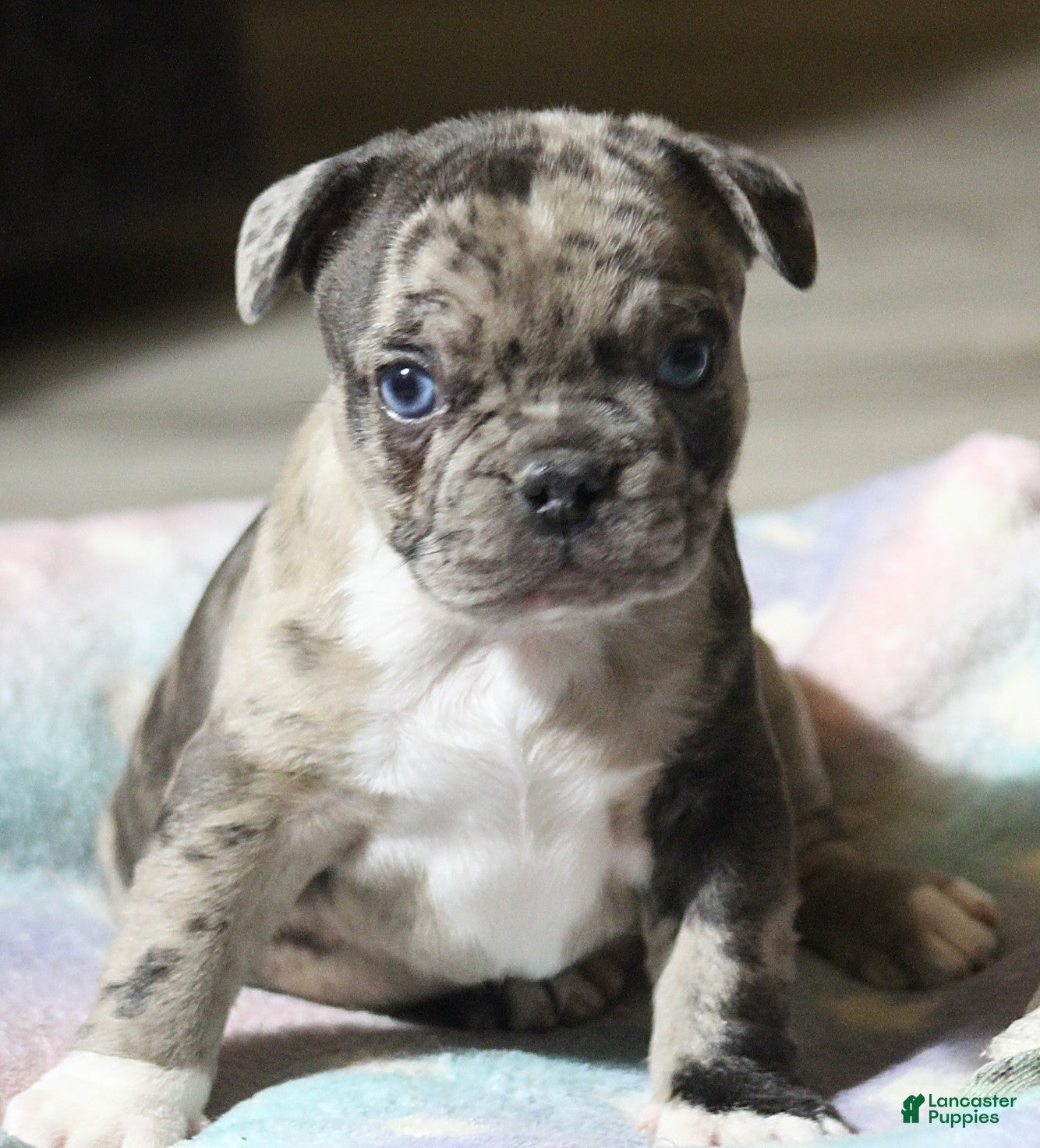French Bulldog dogs for sale: Charlie  - Ad 2