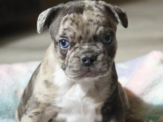 French Bulldog dogs for sale: Charlie - Ad 2