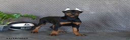 Doberman Pinscher dogs for sale: Zane - Ad 4
