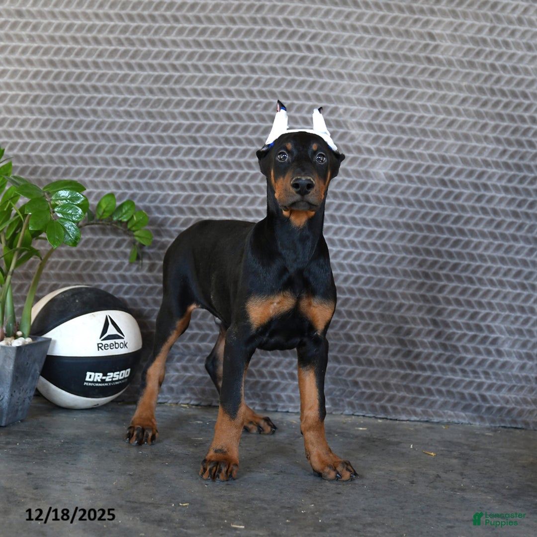 Doberman Pinscher dogs for sale: Zane - Ad 4