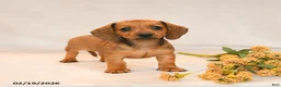 Miniature Dachshund dogs for sale: Ocean - Ad 1