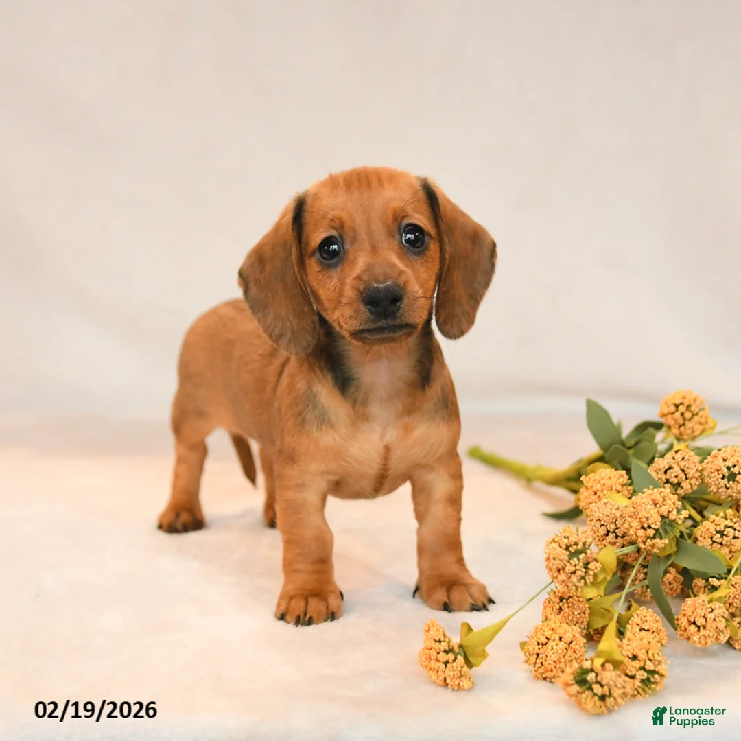 Miniature Dachshund dogs for sale: Ocean - Ad 1