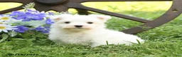 Maltese dogs for sale: Cupcake - Ad 3