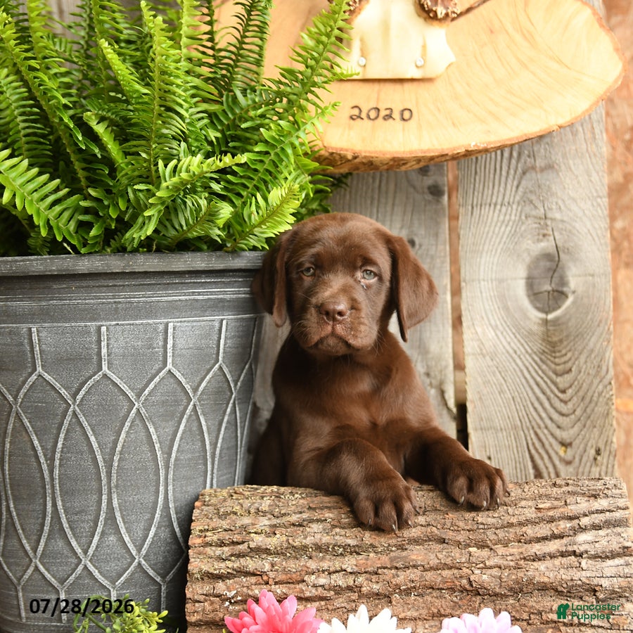 Labrador Retriever dogs Maple   - Ad 2