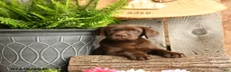 Labrador Retriever dogs for sale: Maple   - Ad 5