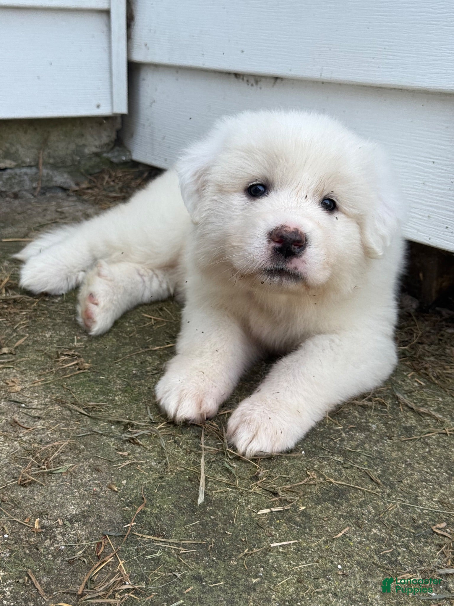Great Pyrenees dogs Mrs Pink - Ad 24