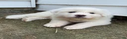 Great Pyrenees dogs for sale: Mrs Pink - Ad 1