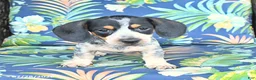 Miniature Dachshund dogs for sale: Jackson - Ad 3