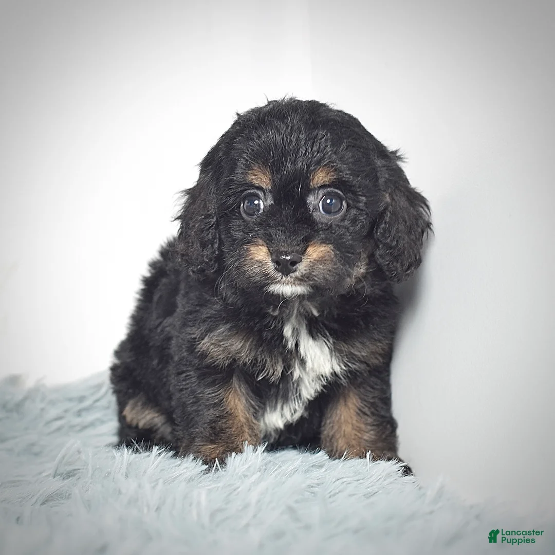 Cavapoo dogs for sale: Ms. Buttons  - Ad 6