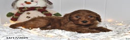 Cavapoo dogs for sale: Clifford - Ad 2