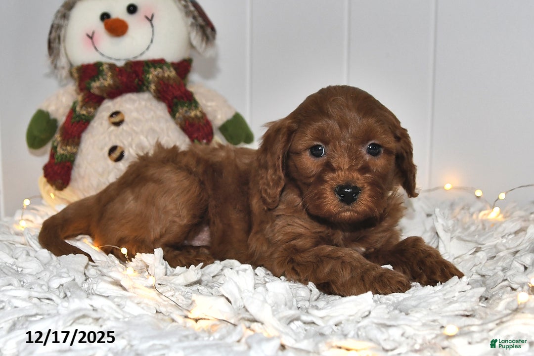 Cavapoo dogs for sale: Clifford - Ad 2