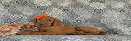 Vizsla dogs for sale: Alona - Ad 4