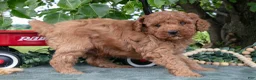 Miniature Poodle dogs for sale: Stan - Ad 2