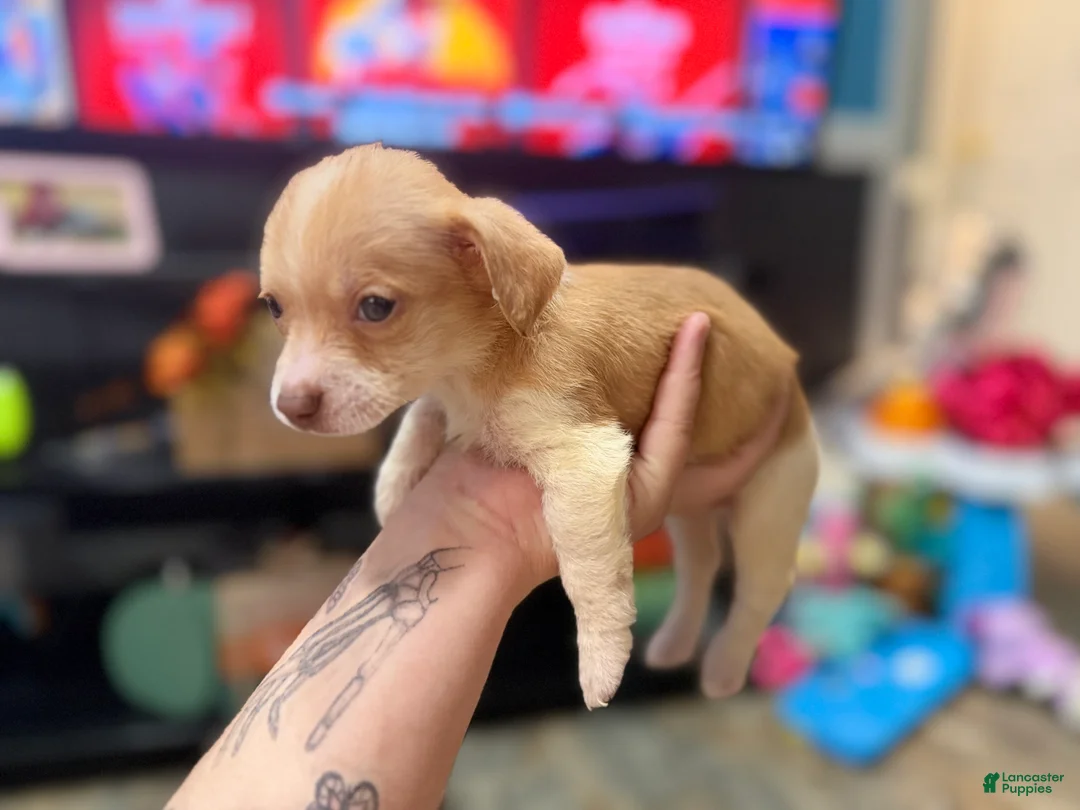 Chihuahua dogs for sale: Millie and Josie - Ad 1