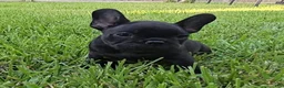 French Bulldog dogs for sale: Char Cole - Ad 3