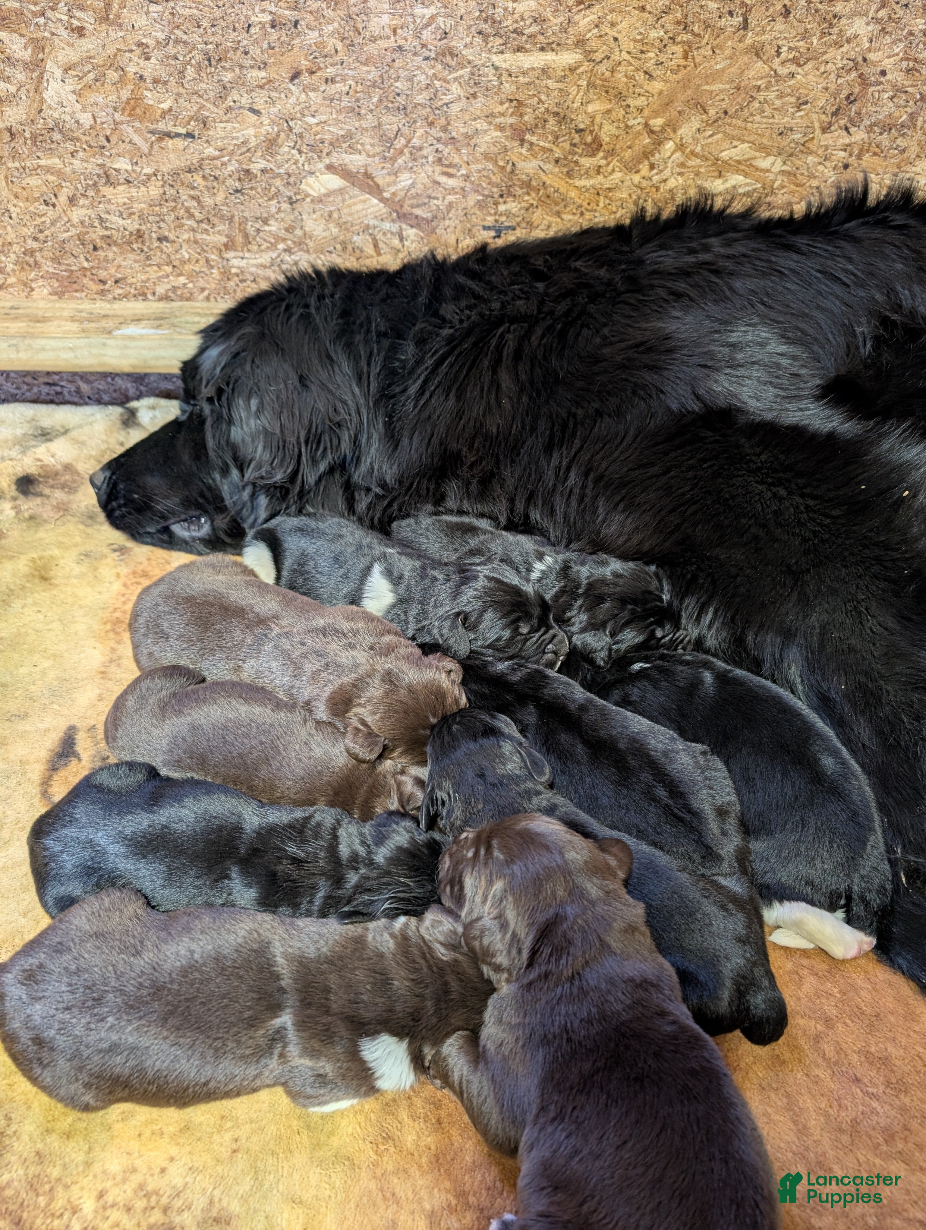 Newfoundland dogs Haven - Ad 22