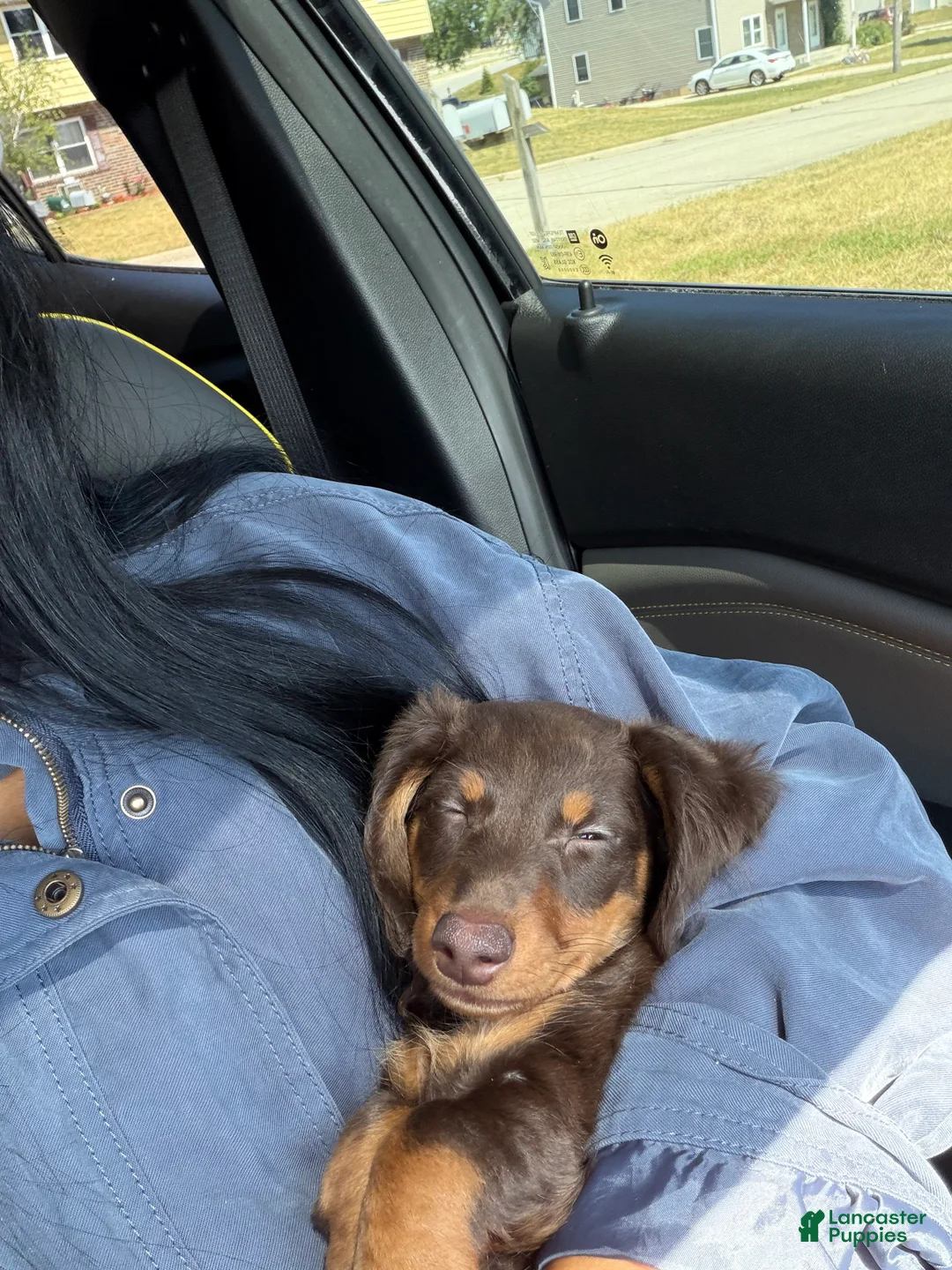 Miniature Dachshund dogs for sale: Miniature Dachshund 2 (chai) - Ad 4