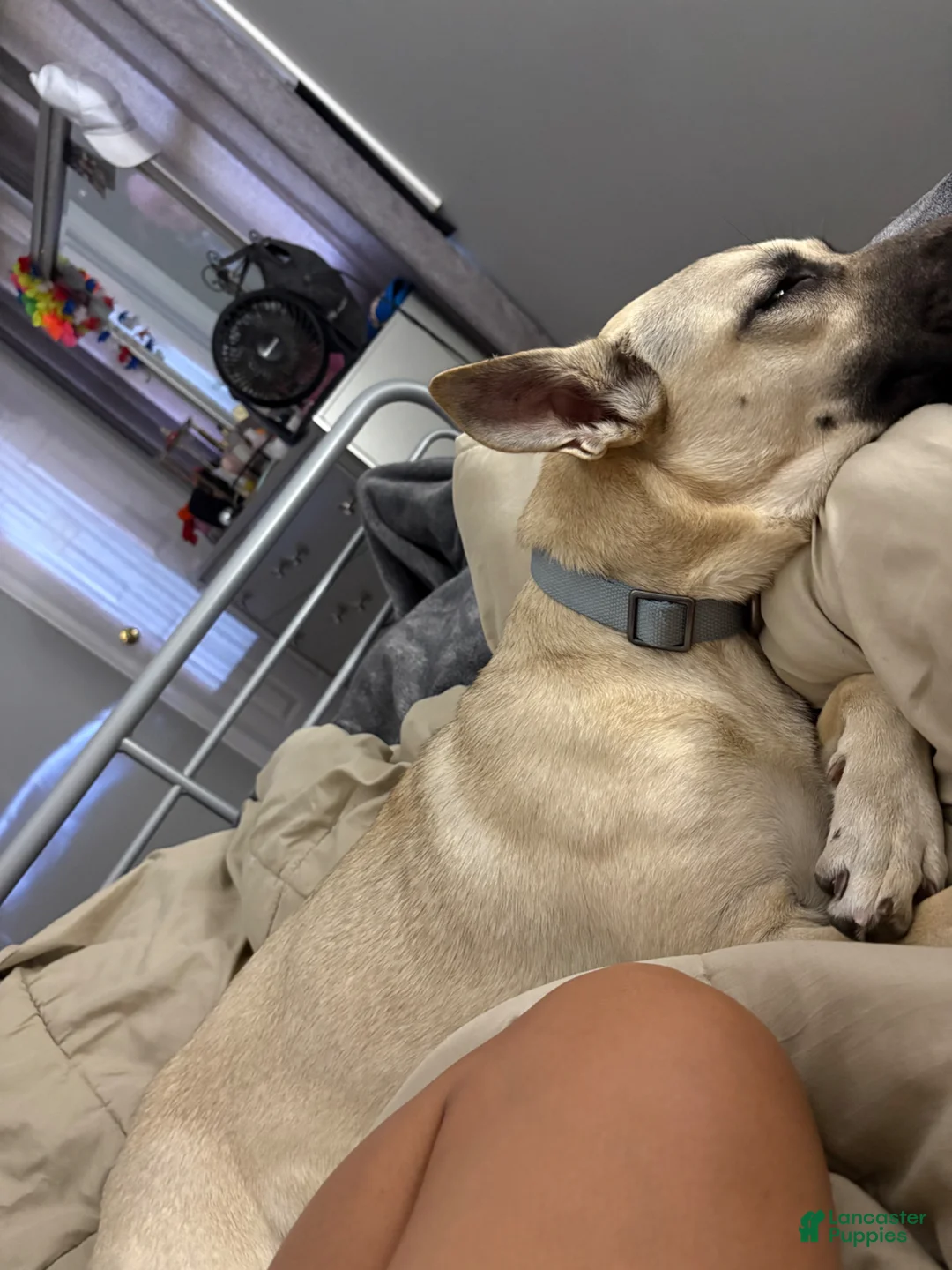 Mixed Breed dogs for sale: Puppy 3-Female - Ad 5