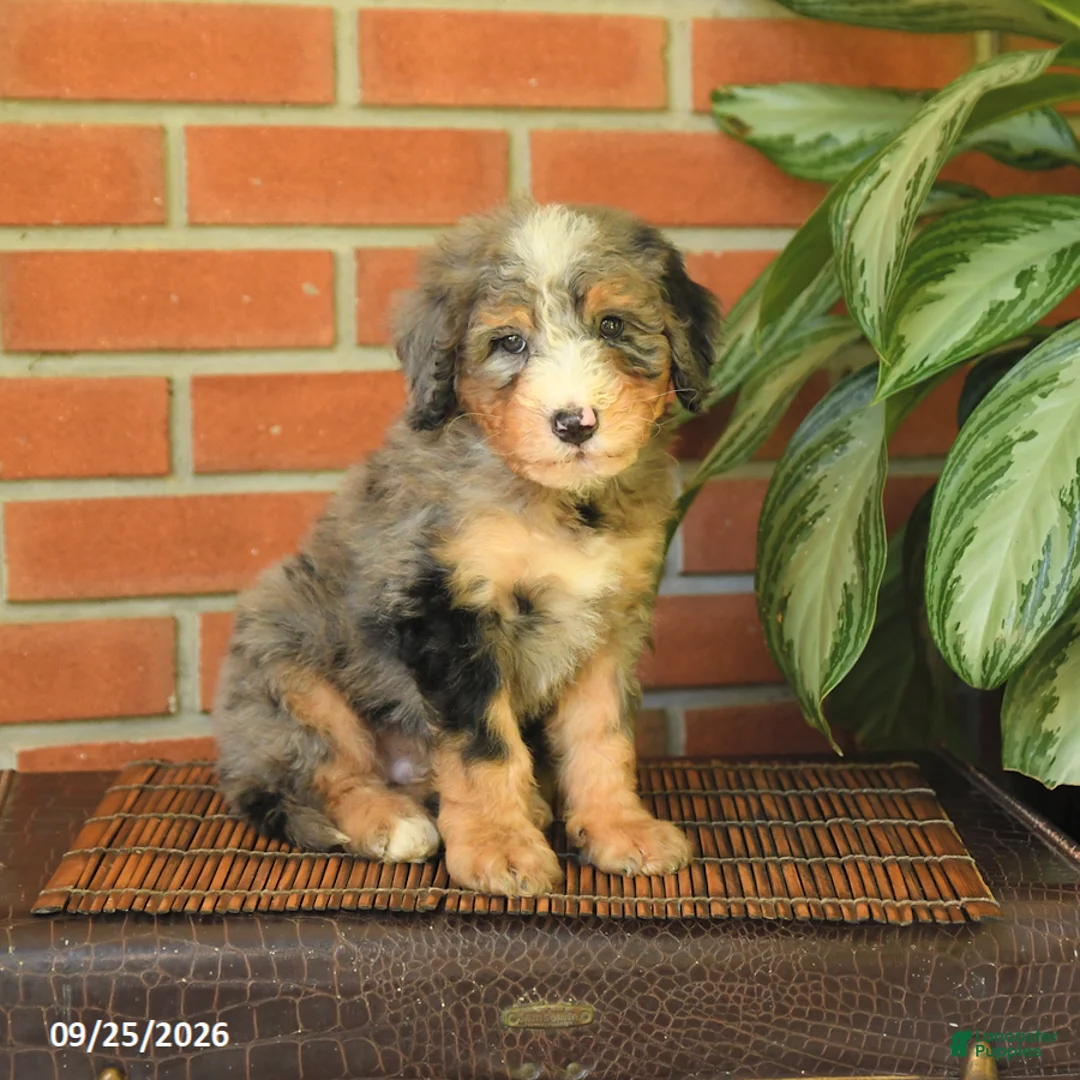 Bernedoodle dogs for sale: Benson - Ad 2