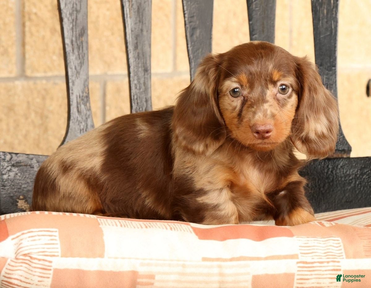 Miniature Dachshund dogs for sale: Bella - Ad 2