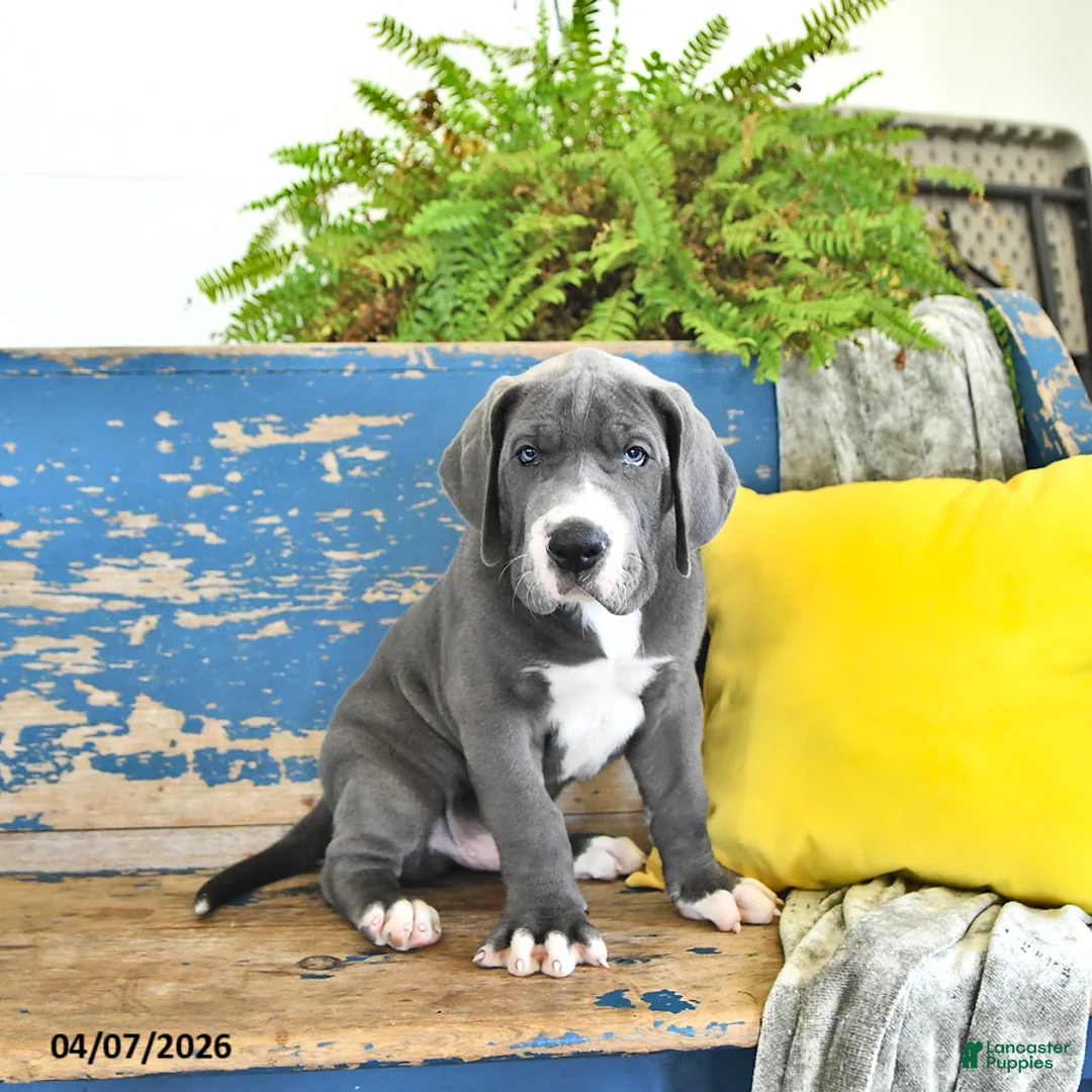 Great Dane dogs for sale: Duke - Ad 1