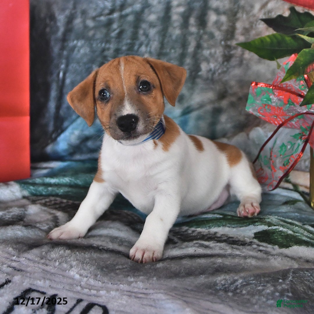 Jack Russell Terrier dogs for sale: Max - Ad 4