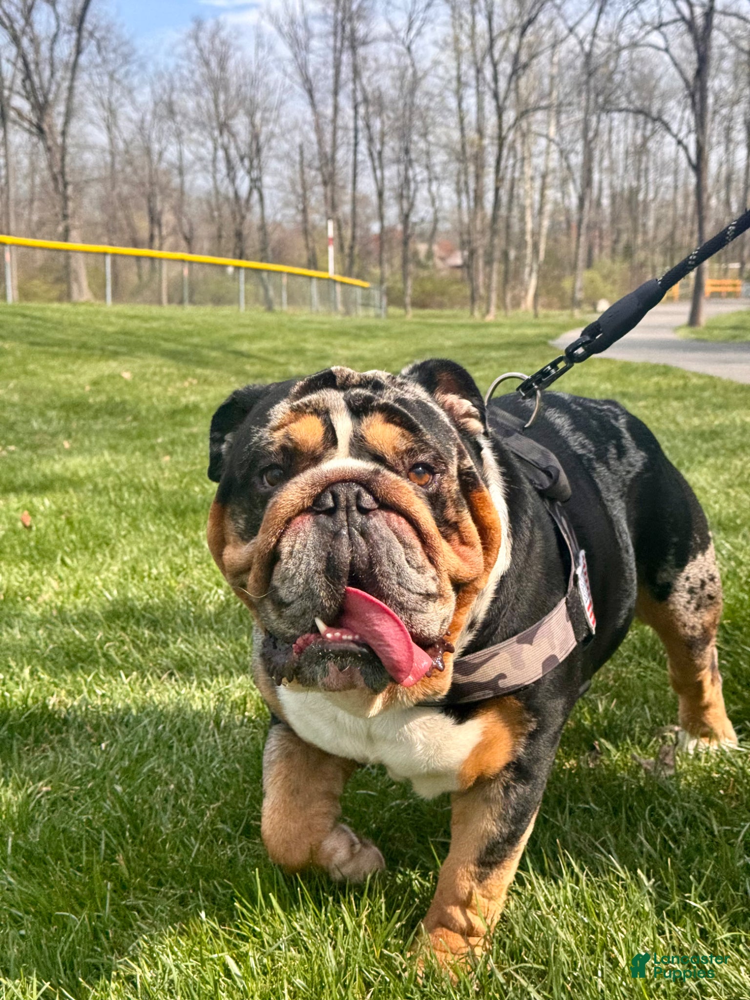 English Bulldog dogs Diesel - Ad 1