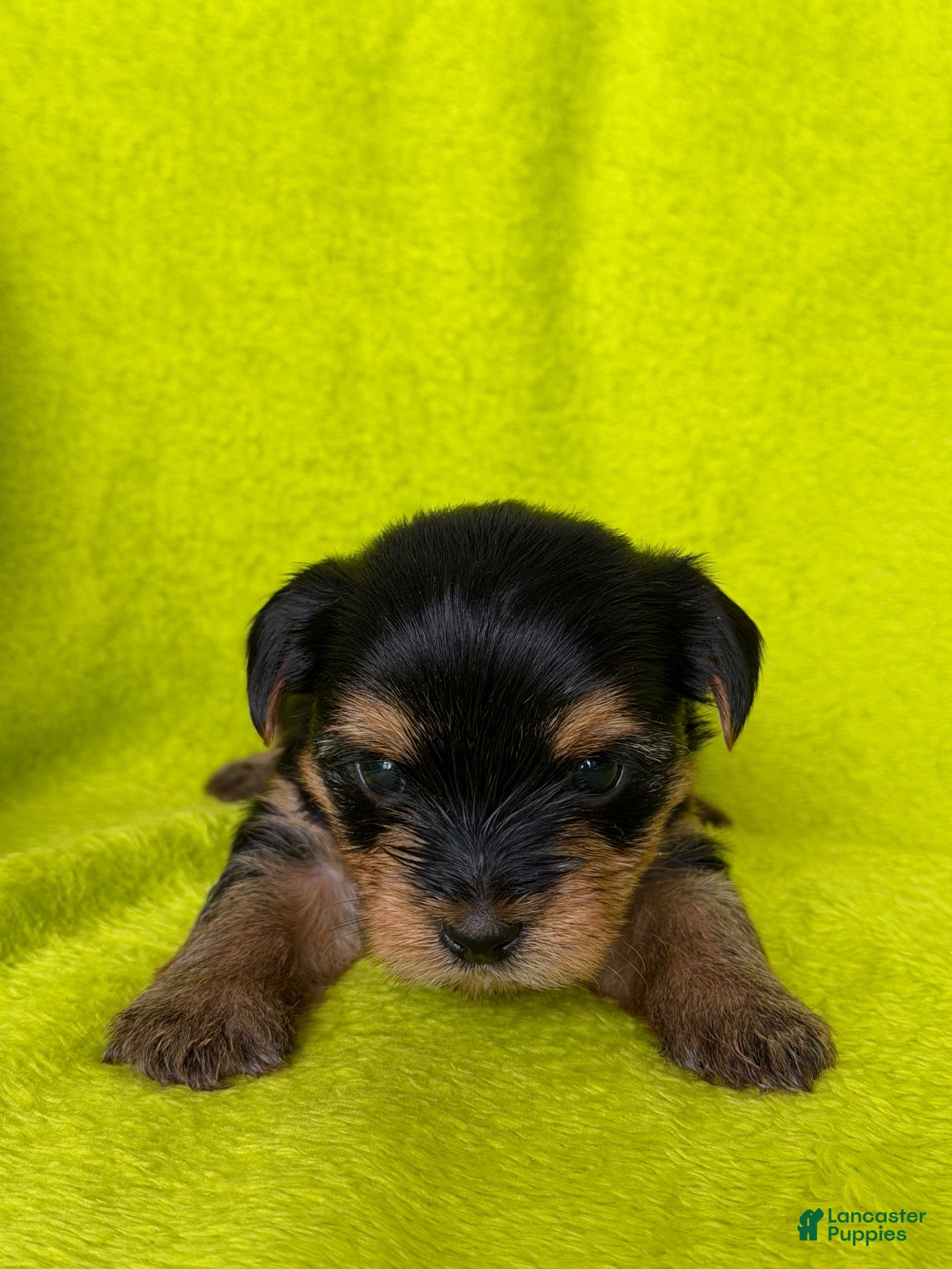 Yorkshire Terrier dogs Rex 💛 - Ad 21