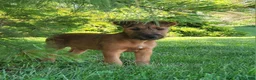 Irish Terrier dogs for sale: Daisy - Ad 3